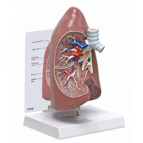 Human Lungs Models